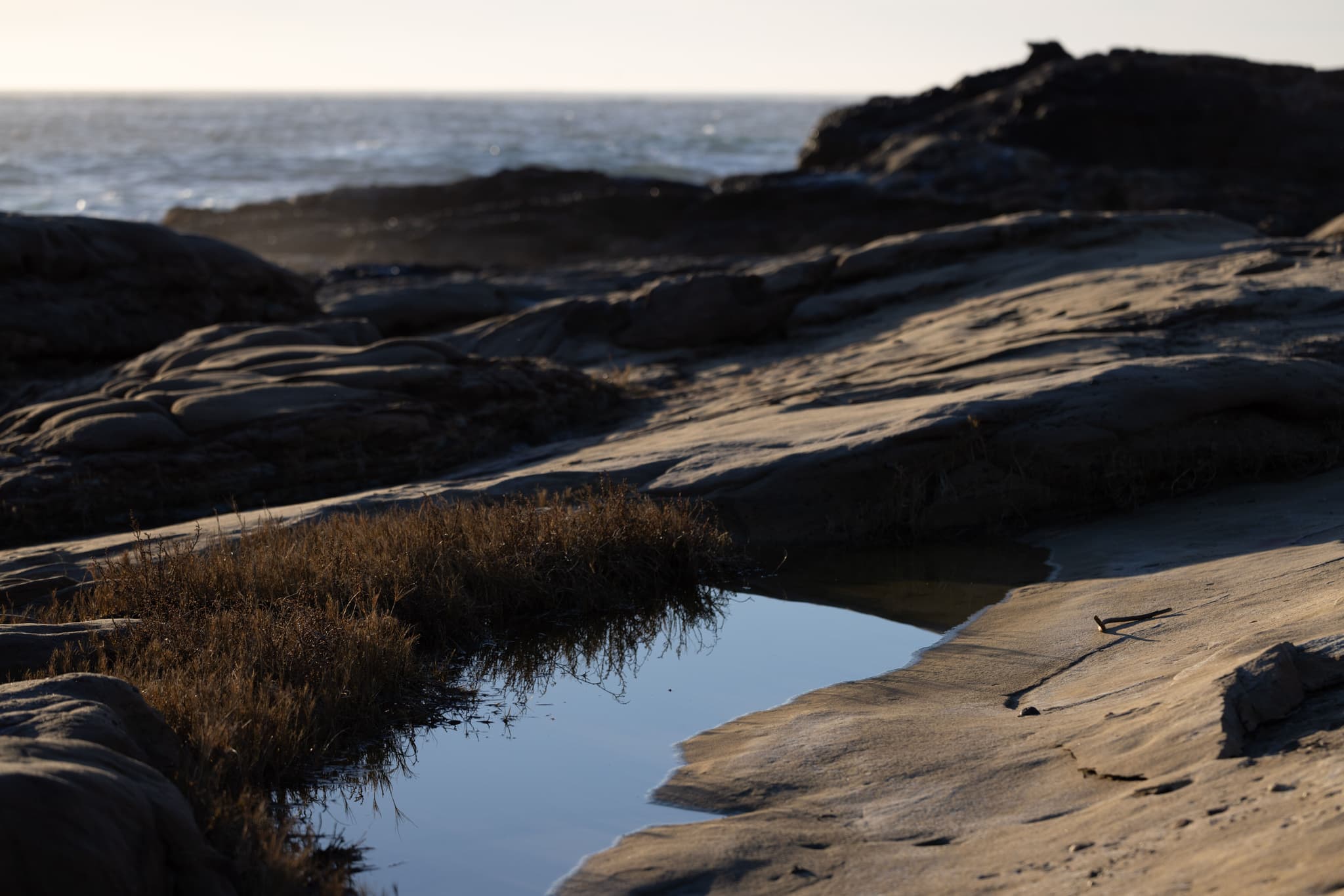 Point Lobos I