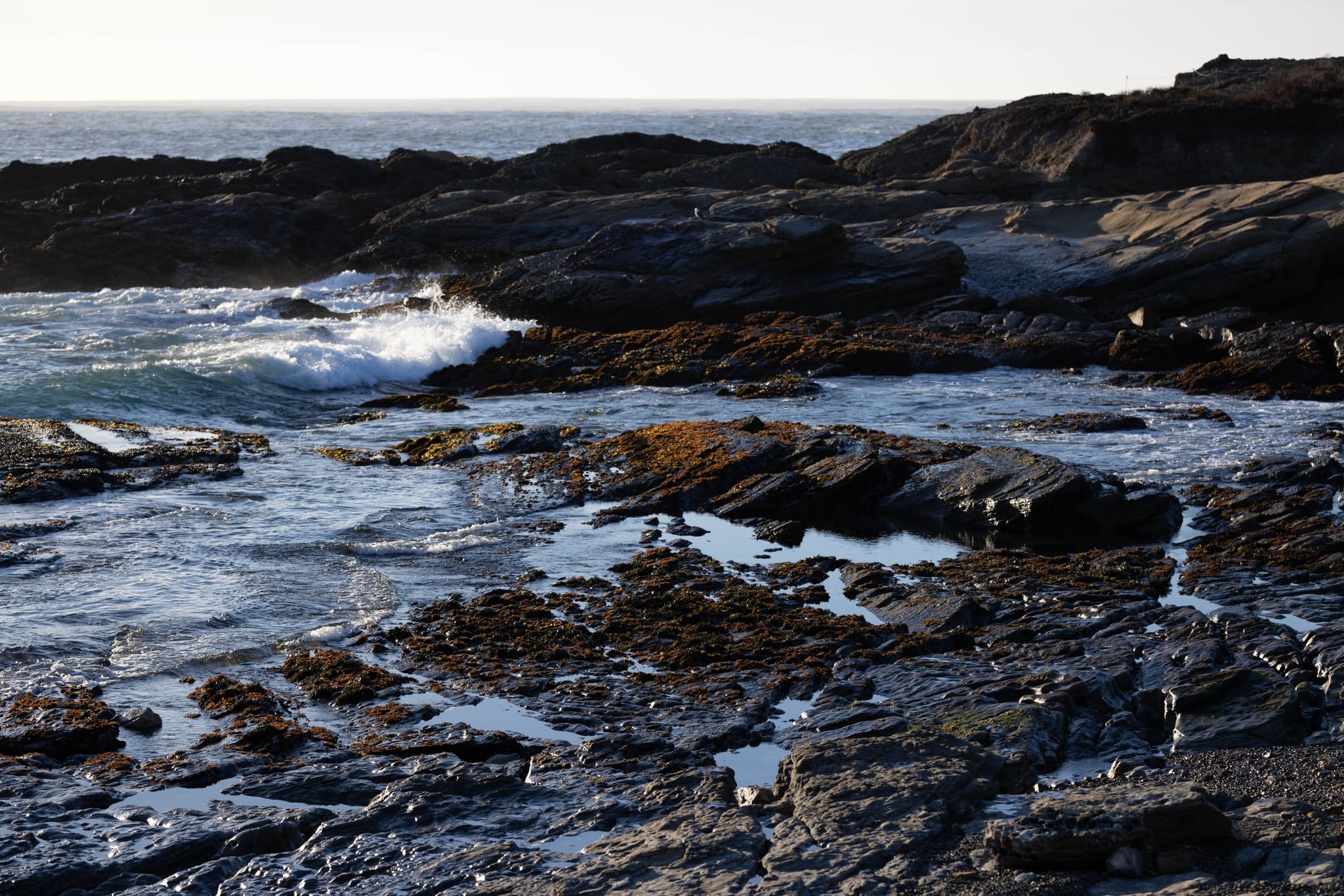 Point Lobos VII