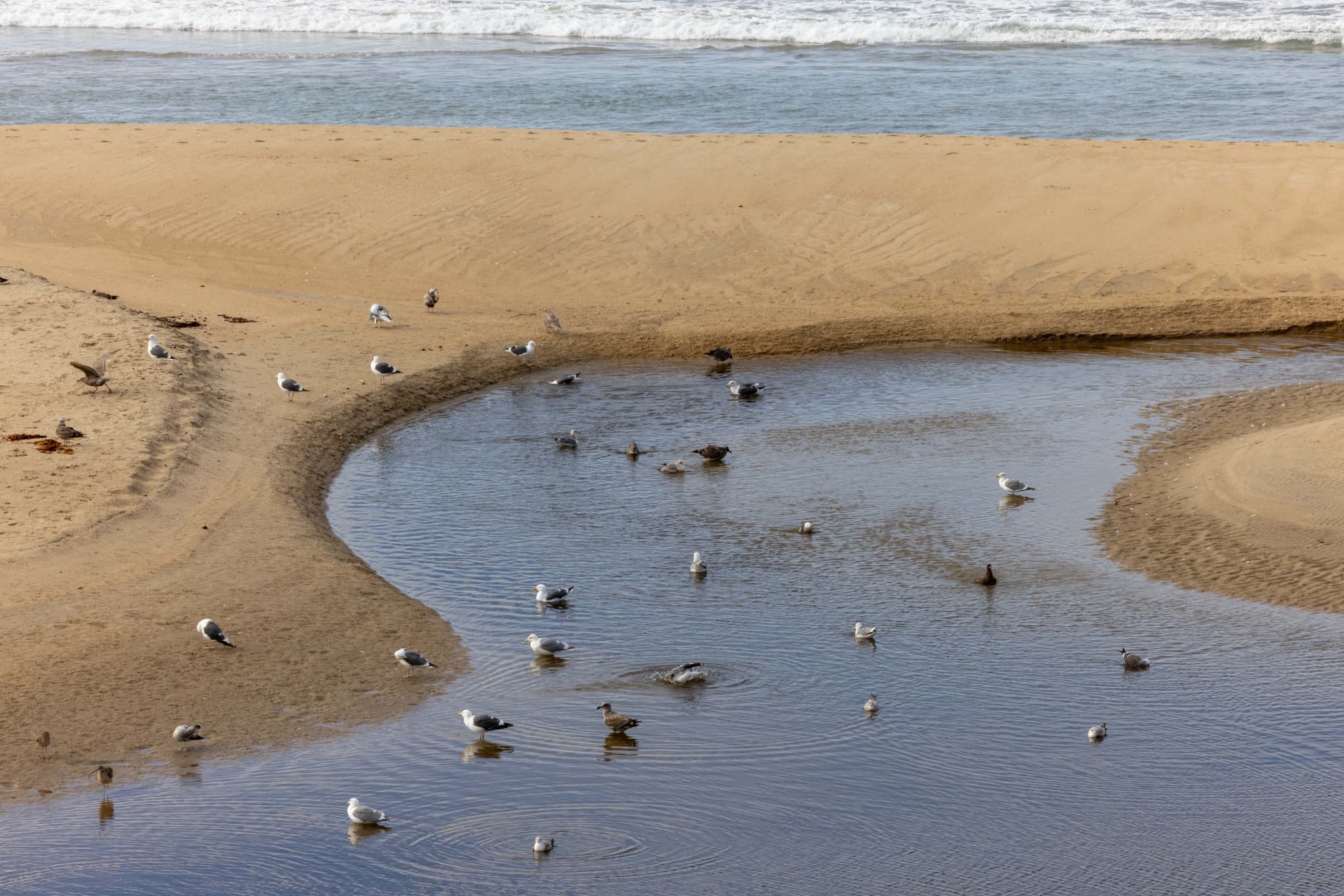 Monterey VIII