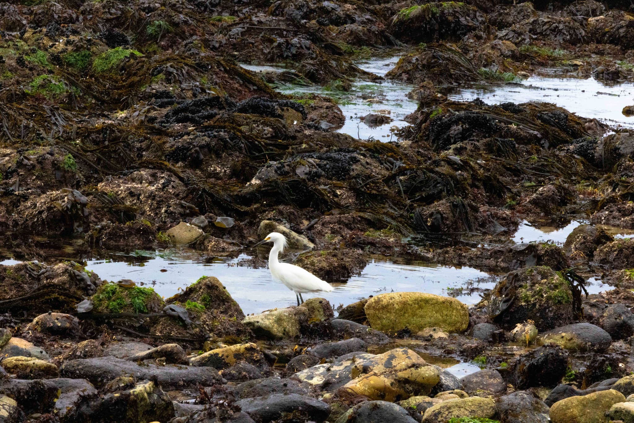 Monterey VI