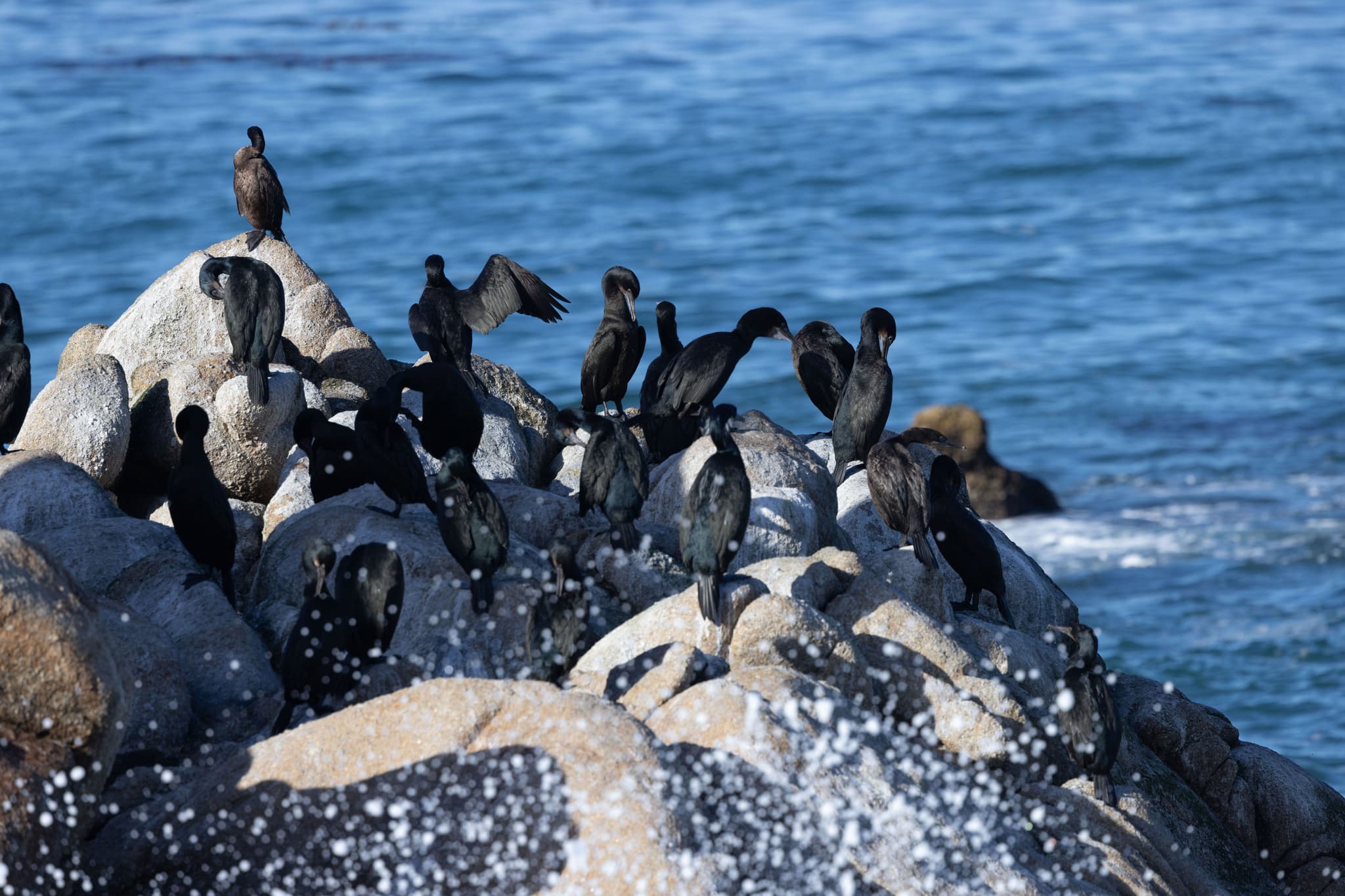 Pacific Grove I
