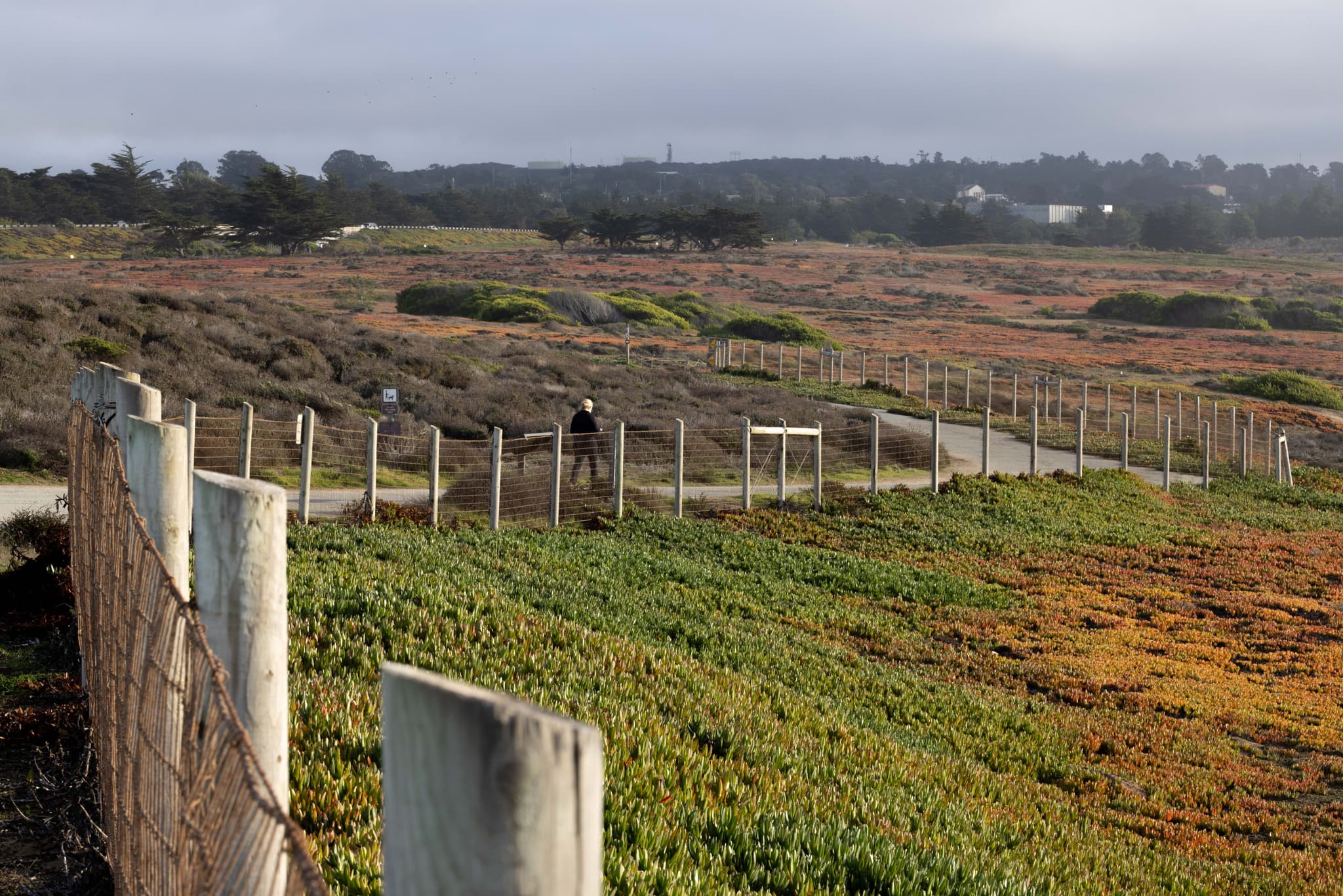 Monterey V